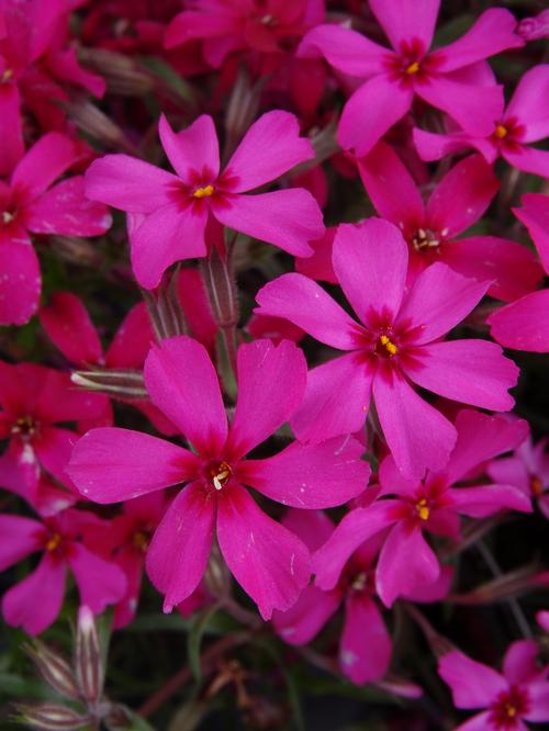 Phlox subulata 'Scarlet Flame'