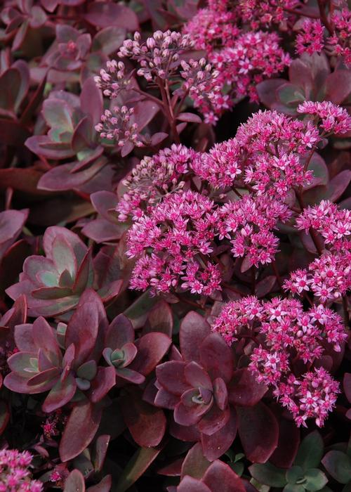 Sedum SunSparkler® Series 'Firecracker'