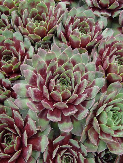 Sempervivum 'Ruby Heart'
