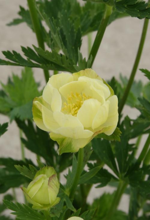 Trollius x cultorum 'New Moon'