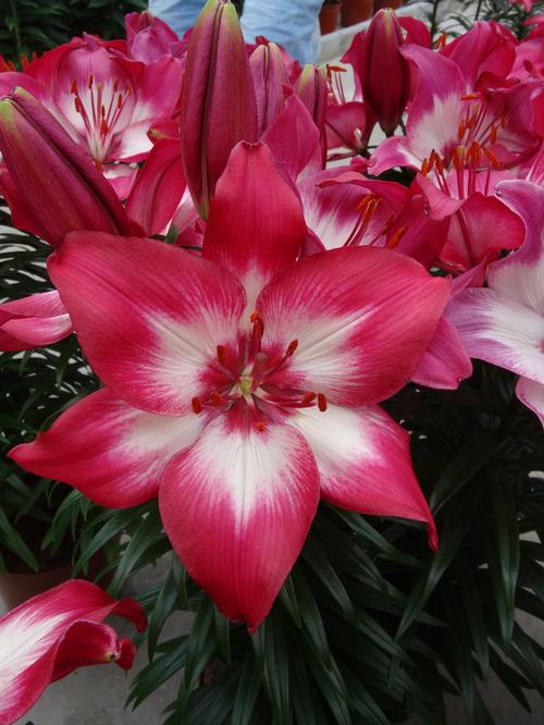 Lilium - Asiatic Pot Lily Looks™ 'Tiny Diamond'