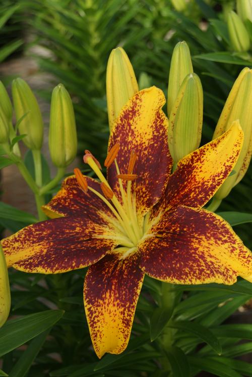 Lilium - Asiatic Pot Lily Looks™ 'Tiny Parrot'