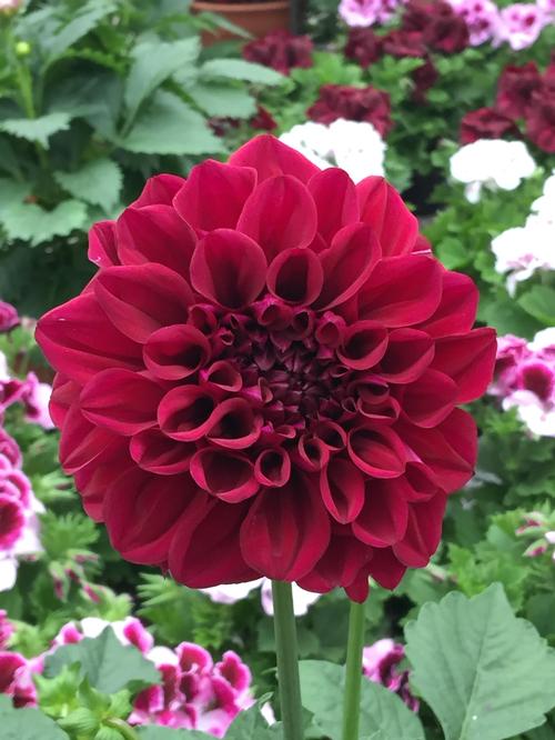 Dahlia 'GoGo Purple'