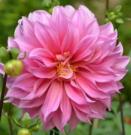 Dahlia Tall Dinner Plate 'Emory Paul'