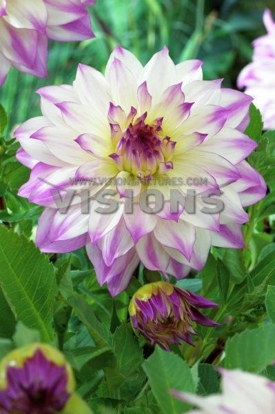 Dahlia Tall Dinner Plate (Dinner Plate Dahlia)