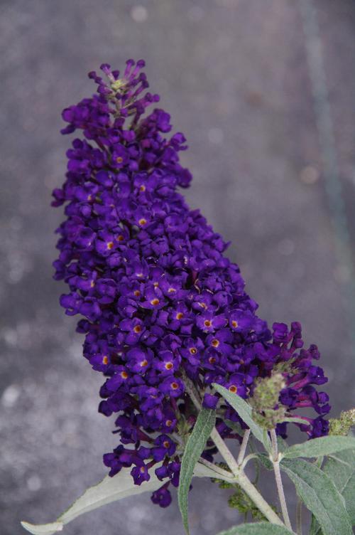 Buddleia (Butterfly Bush)