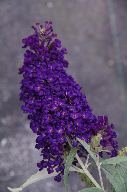 Buddleia 'Buzz™ Midnight'