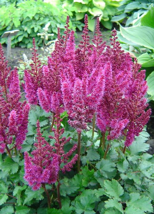 Astilbe chinensis 'Purple Rain'