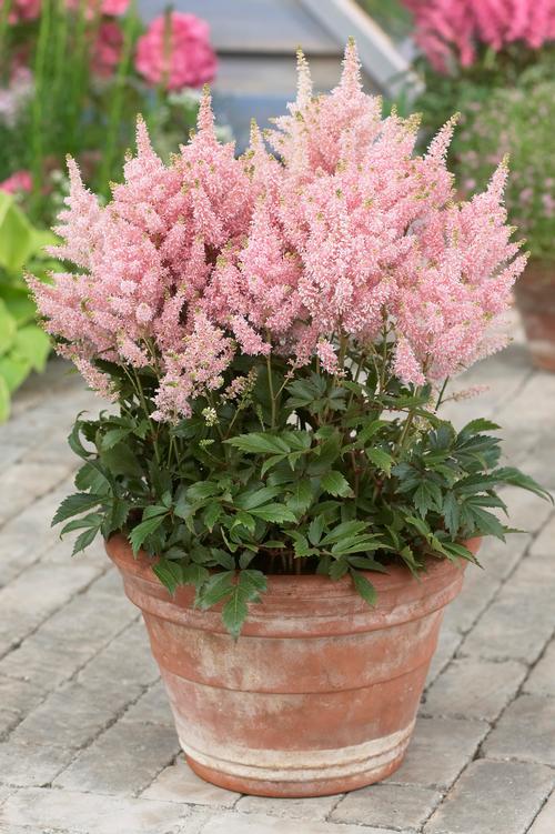 Astilbe Younique™ Series (False Spirea)