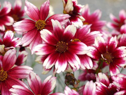 Coreopsis 'Satin and Lace™ Berry Chiffon'