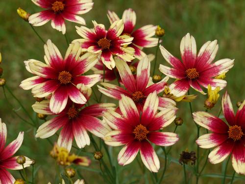 Coreopsis 'Satin and Lace™ Red Chiffon'