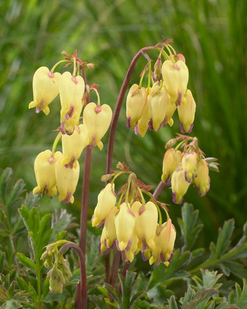 Dicentra x (Bleeding Heart)