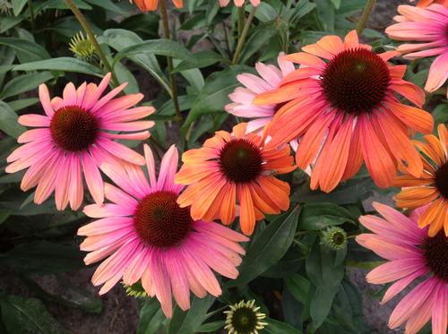 Echinacea 'Butterfly™ Rainbow Marcella'