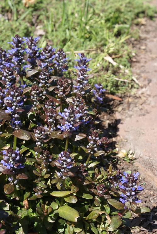 Ajuga reptans 'Chocolate Chip'