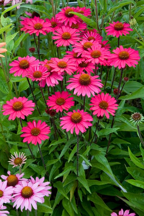 Echinacea purp. (Coneflower)