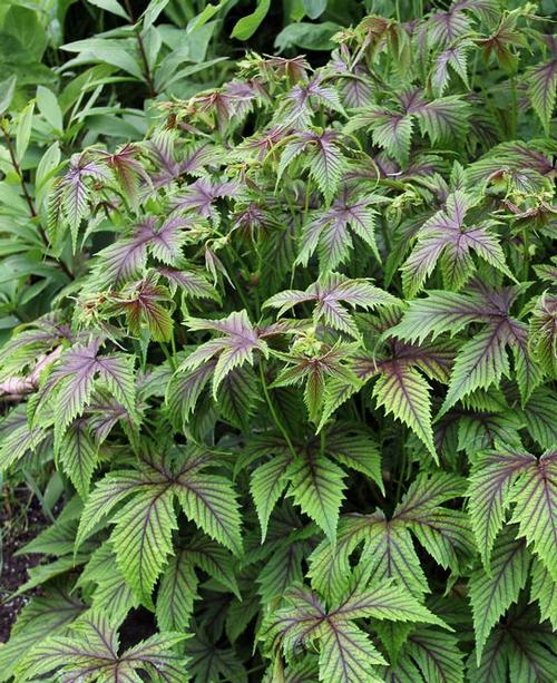 Filipendula x 'Red Umbrellas'