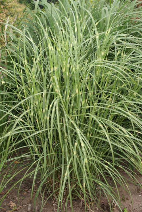 Miscanthus sinensis 'Little Zebra'