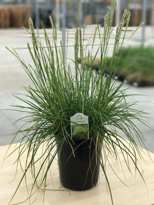 Sesleria autumnalis (Autumn Moor Grass)