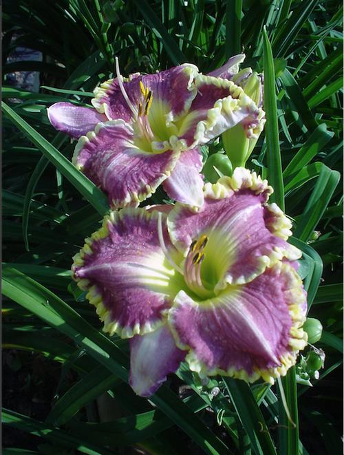 Hemerocallis 'Bestseller'