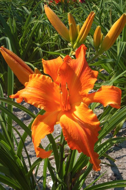 Hemerocallis 'Primal Scream'