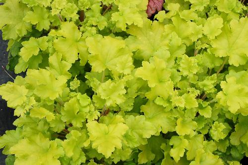 Heuchera 'Lime Marmalade'