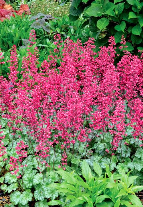 Heuchera 'Paris'