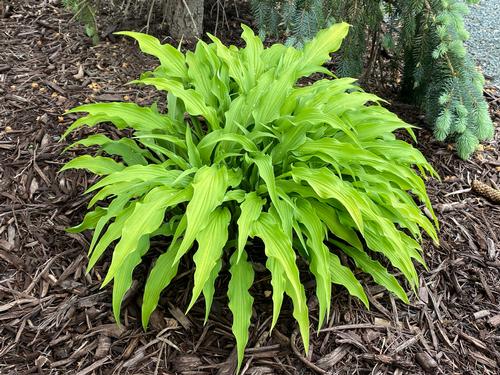 Hosta 'Curly Fries'