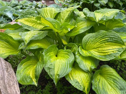 Hosta 'Lakeside Banana Bay'