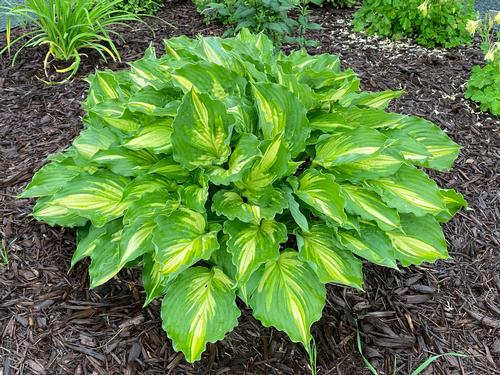 Hosta 'Lakeside Paisley Print'