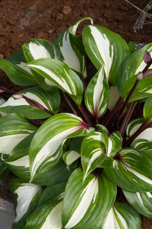 Hosta Raspberry Sundae