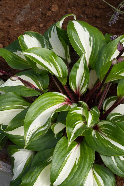 Hosta 'Raspberry Sundae'