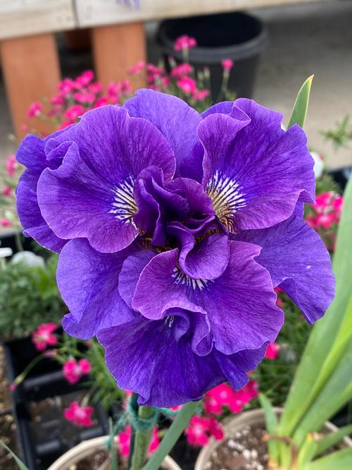 Iris siberica 'Concord Crush'