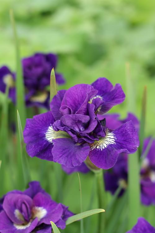 Iris siberica 'Kaboom'