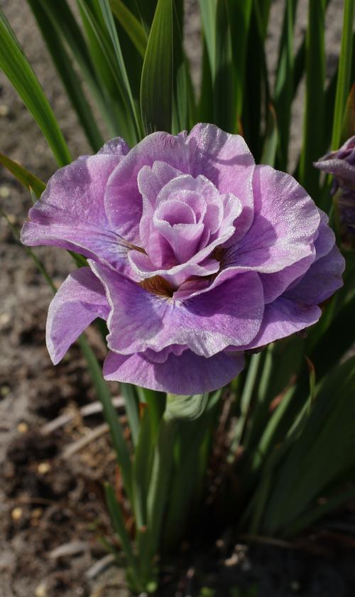 Iris siberica 'Pink Parfait'