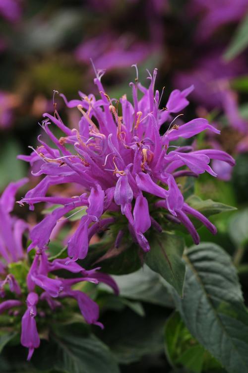 Monarda didyma 'Balmy™ Lilac'