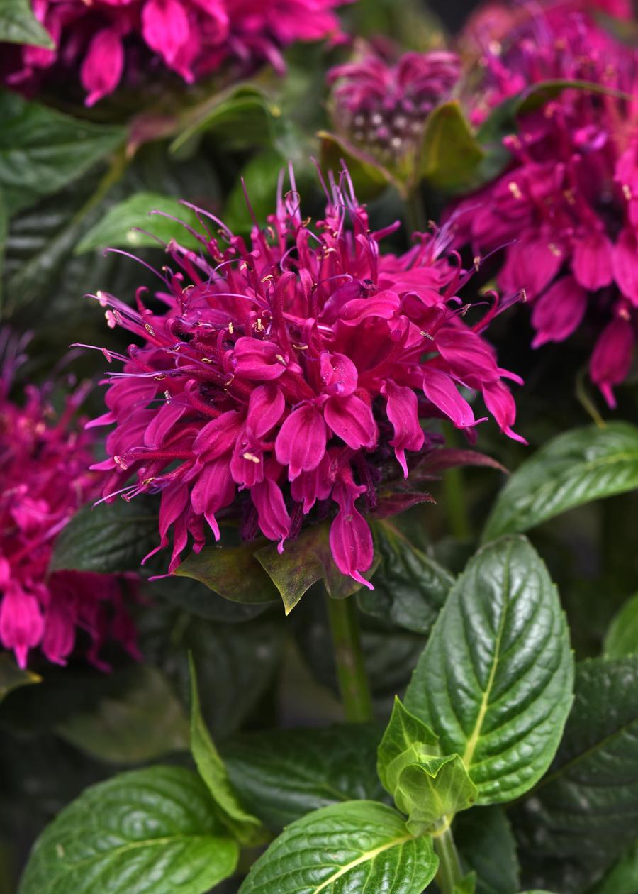 Monarda didyma 'Balmy™ Rose'