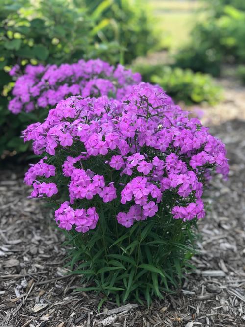 Phlox Dwarf Garden paniculata 'Forever Pink'