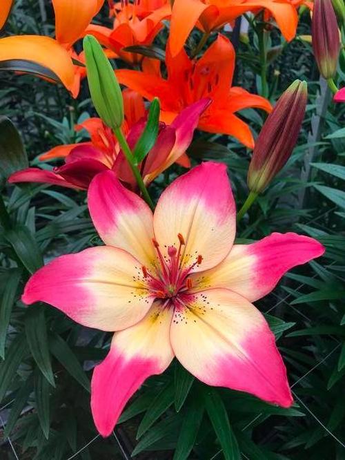 Lilium - Asiatic Lily 'Heartstrings®'