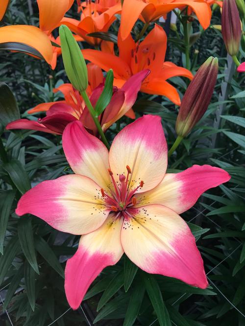 Lilium - Asiatic Lily 'Heartstrings®'