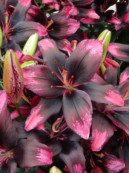 Lilium - Lily Looks™ (Asiatic Pot Lily)