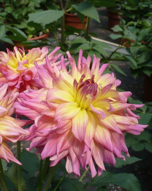 Dahlia 'GoGo Pink & Yellow'