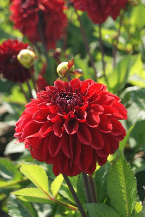 Dahlia 'GoGo Red'