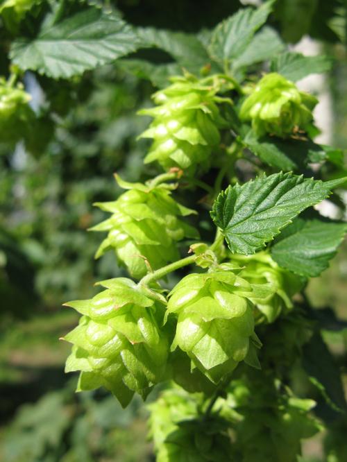 Humulus lupulus (Hops)