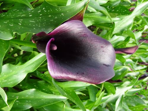 Calla (Zantedeschia)