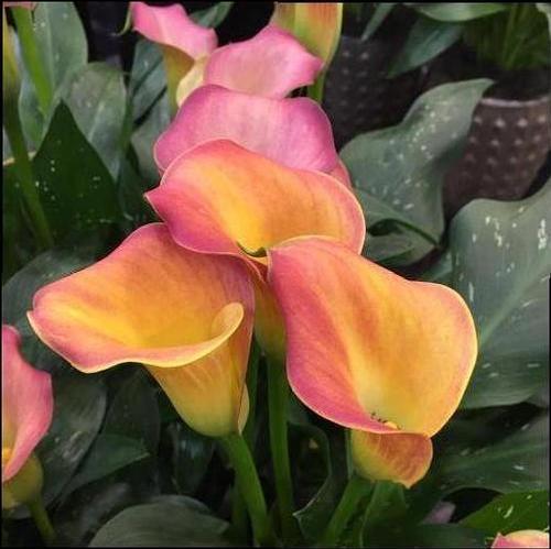 Calla 'Orania®'