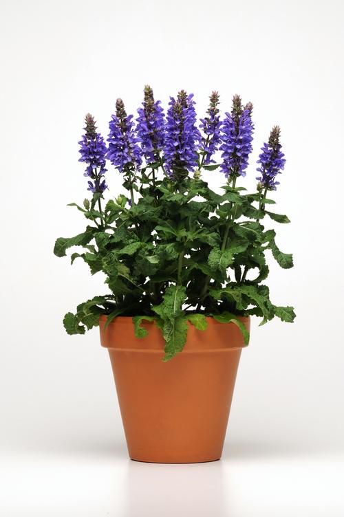 Salvia nemorosa 'Marvel Series Blue Marvel'