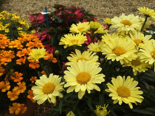 Leucanthemum superbum 'Realflor® Real Sunbeam'