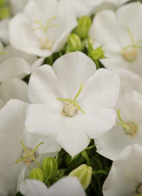 Campanula carpatica 'Rapido White'