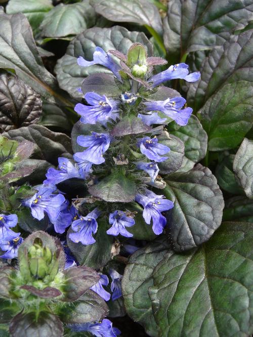 Ajuga reptans 'Catlin's Giant'