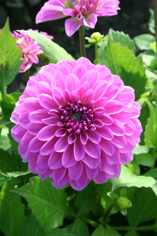 Dahlia (Patio Dahlia)